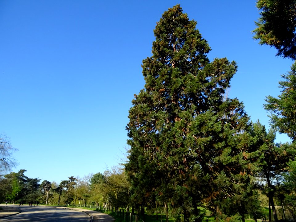 Séquoia géant, Sequoiadendron giganteum, Taxodiacées 