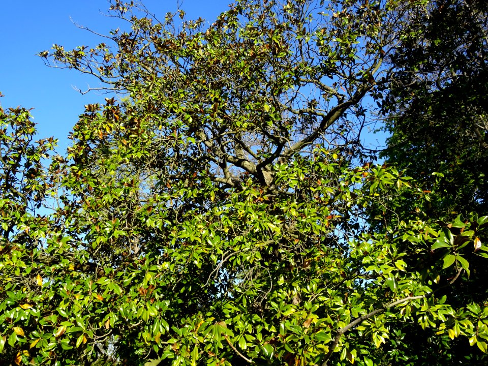 Feuillage de Magnolia à grandes fleurs, Magnolia grandiflo… 