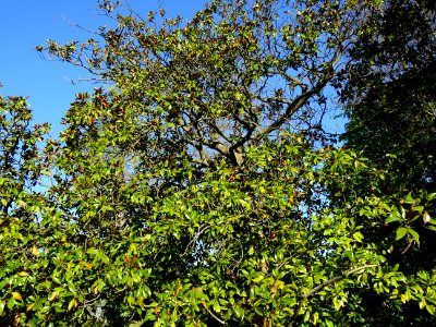 Feuillage de Magnolia à grandes fleurs, Magnolia grandiflo… photo