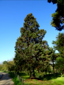 Séquoia géant, Sequoiadendron giganteum, Taxodiacées 