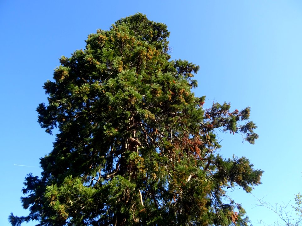 Séquoia géant, Sequoiadendron giganteum, Taxodiacées 
