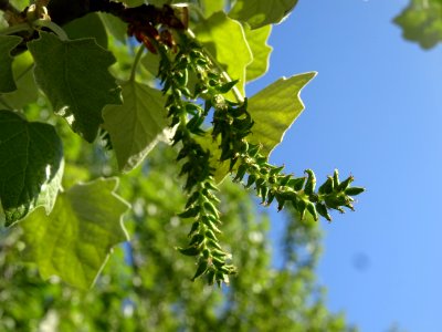 Châtons pendants de fleurs femelles vertes du Peuplier gri… 