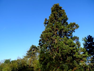 Séquoia géant, Sequoiadendron giganteum, Taxodiacées photo