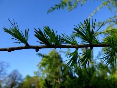 Jeunes aiguilles du Mélèze commun, Larix decidua, Pinacées… 