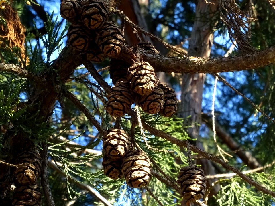 Cônes femelles mûrs de Séquoia géant, Sequoiadendron gigan… 