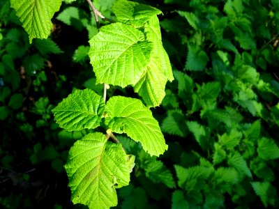 Feuilles de noisetier ou coudrier, Corylus avellana, Coryl… 