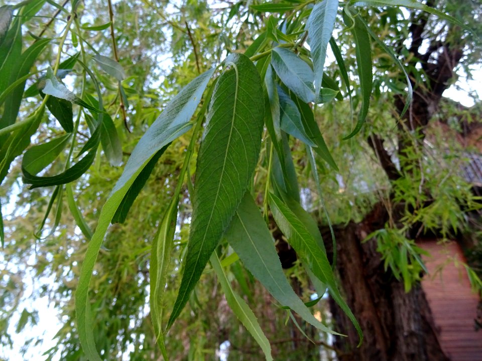 Feuilles de Saule pleureur, Salix babylonica, Salicacées 