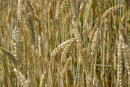 Wheat spikes field