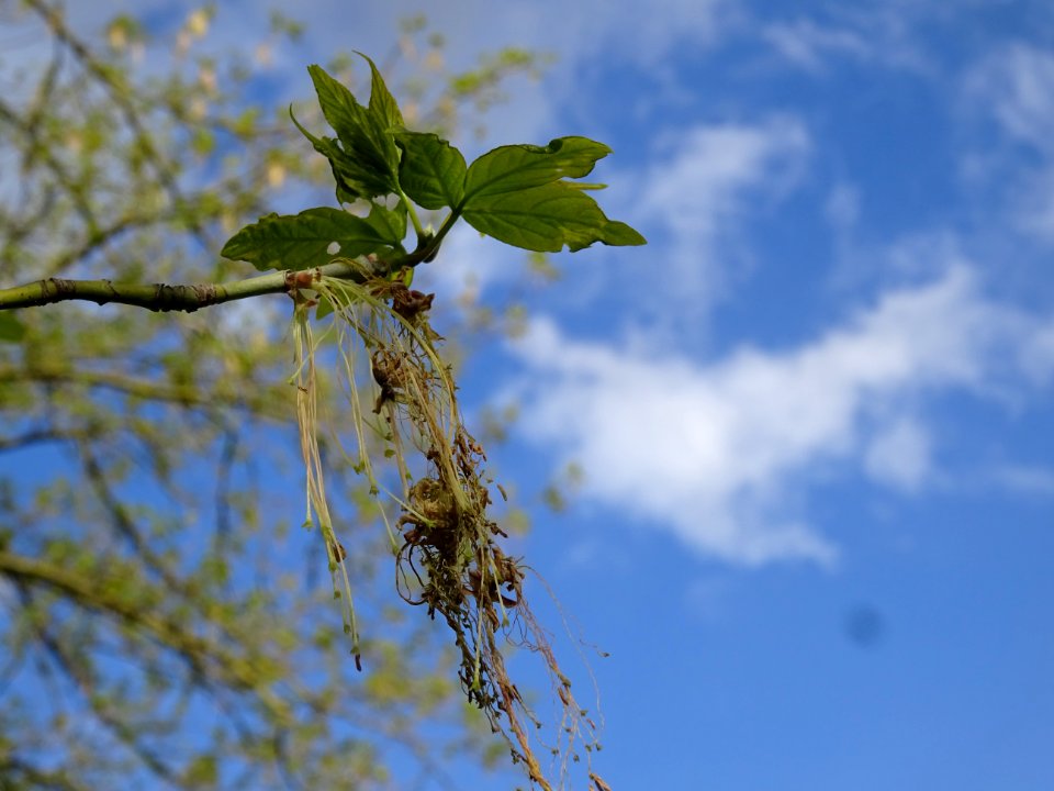 Feuilles et fleurs d'érable negundo ou érable à feuilles d… 