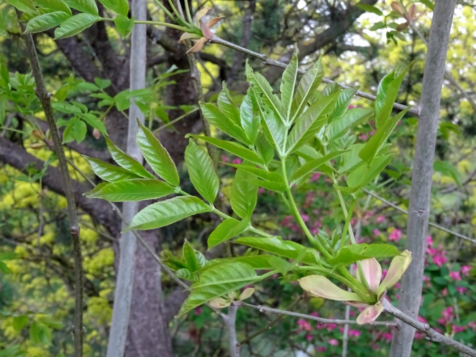 Jeunes feuilles de Frêne élevé, Fraxinus excelsior, Oléacé… 