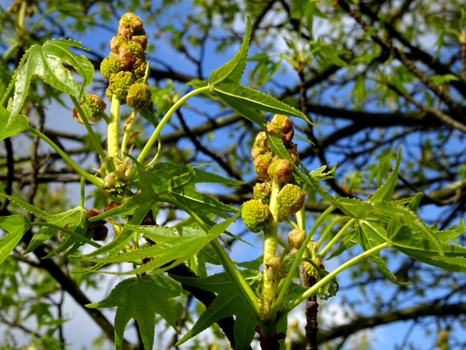 Feuilles et fleurs en capitule sphérique, Copalme d'Amériq… 