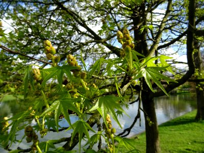 Feuilles et fleurs en capitule sphérique, Copalme d'Amériq… 