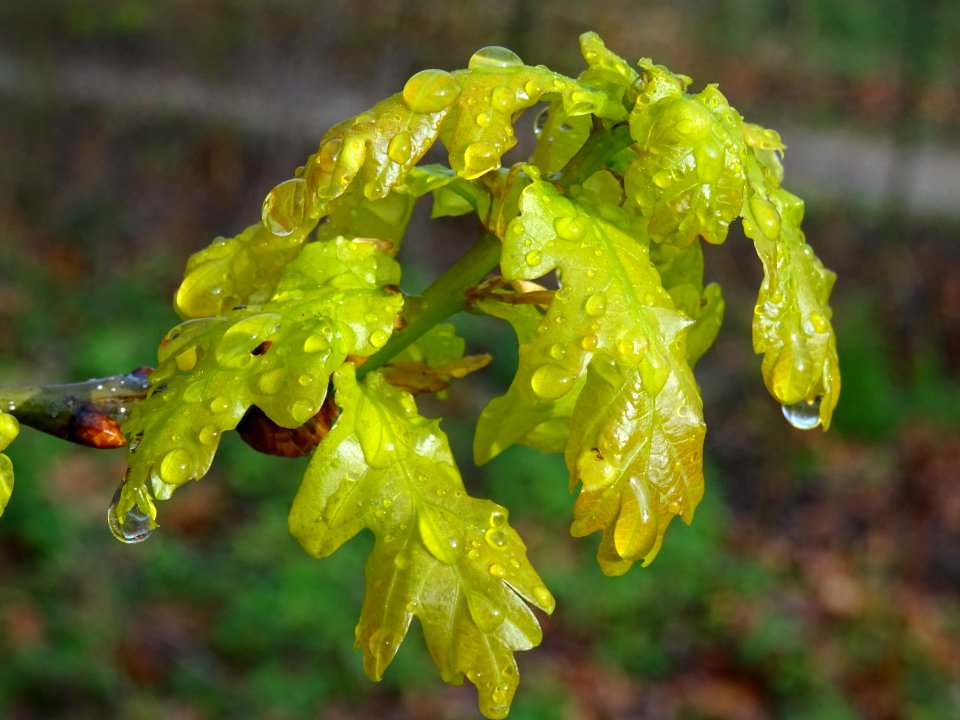 Chêne pédonculé, Quercus pedunculata, Fagacées 