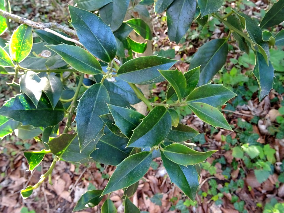 Feuilles de Houx, Ilex aquifolium, Aquifoliacées 