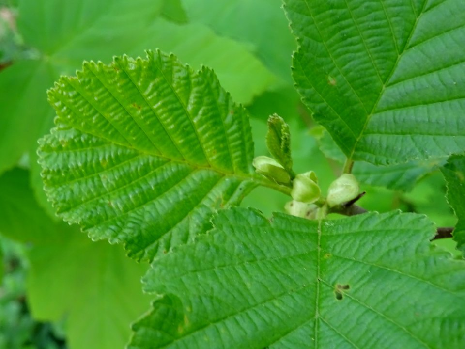 Feuilles, Aulne glutineux, Alnus glutinosa, Betulacées 