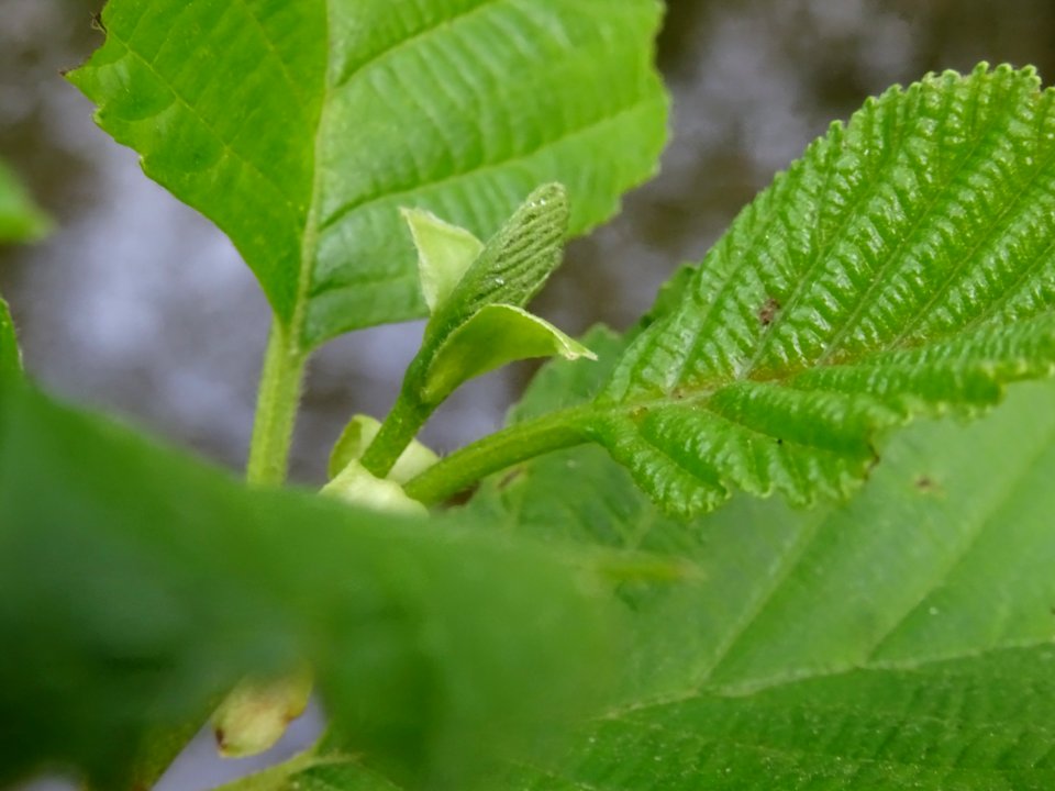 Jeunes feuilles, Aulne glutineux, Alnus glutinosa, Betulac… 