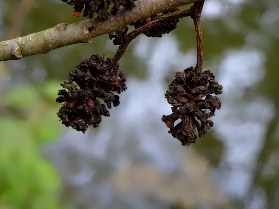 Glomérules femelles, Aulne glutineux, Alnus glutinosa, Bet… 