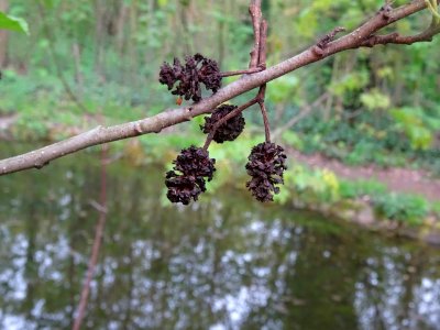 Glomérules femelles, Aulne glutineux, Alnus glutinosa, Bet… 