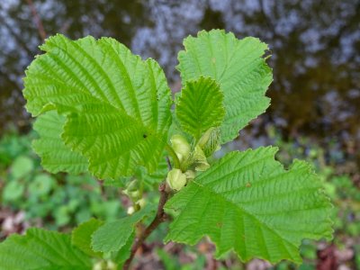 Feuilles, Aulne glutineux, Alnus glutinosa, Betulacées 