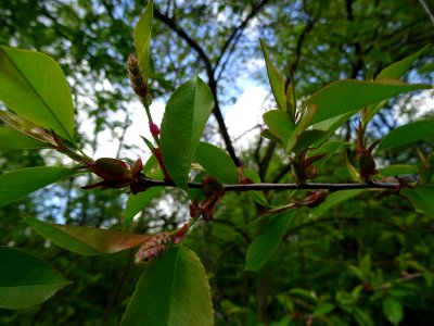 Feuilles du Cerisier tardif ou cerisier noir, Prunus serot… 