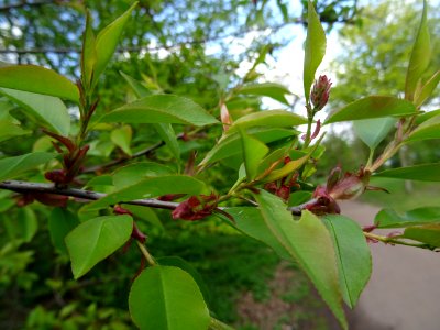 Feuilles du Cerisier tardif ou cerisier noir, Prunus serot… 