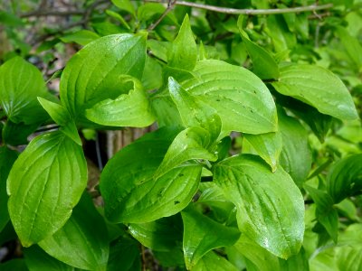 Feuilles de Cornouiller mâle, Cornus mas, Cornacées 