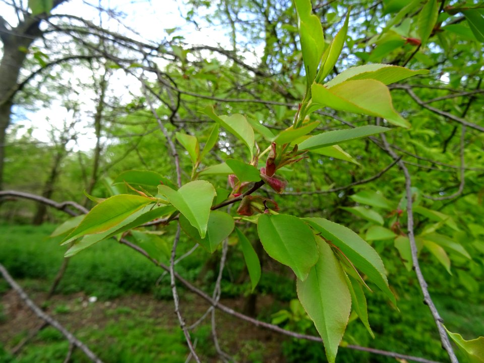 Feuilles du Cerisier tardif ou cerisier noir, Prunus serot… 