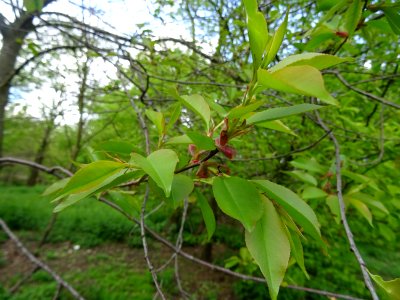 Feuilles du Cerisier tardif ou cerisier noir, Prunus serot… 