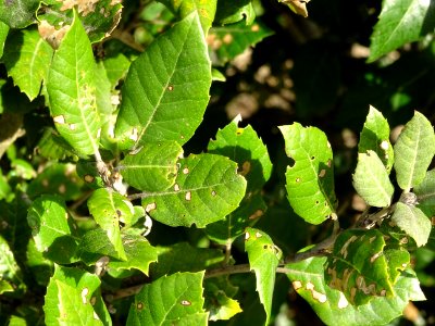 Feuilles de Chêne vert, Quercus ilex, Fagacées 