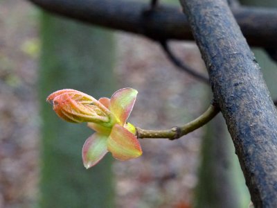 Bourgeon d'érable plane, Acer planatoides, Acéracées 