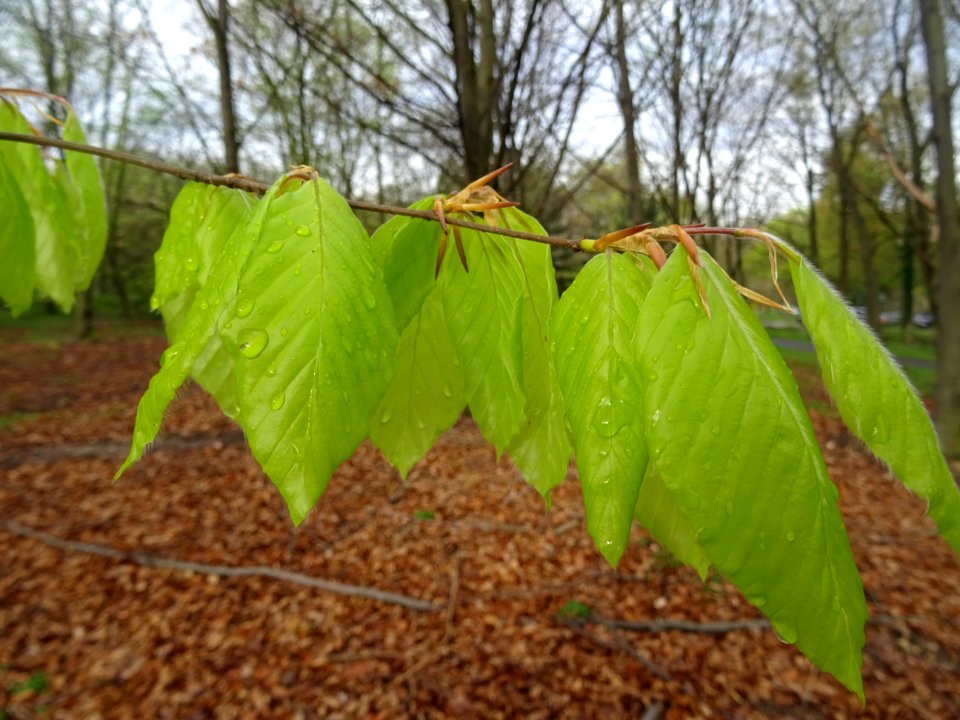 Feuilles de hêtre ou fayard, à stipules, Fagus sylvatica, … 