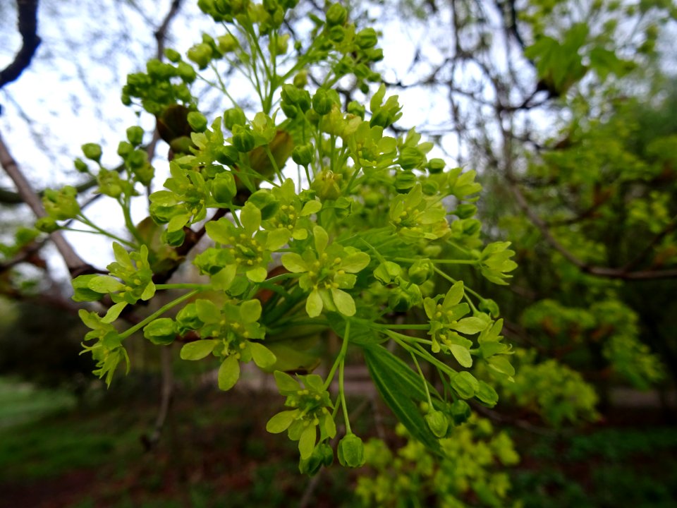 Inflorescences dressées d'érable plane, Acer planatoides, … 