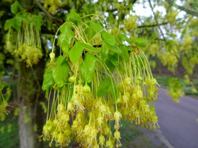 Rameaux d'érable de Montpellier, fleurs aux longs pédoncul… 