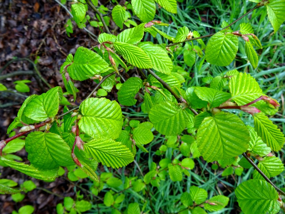 Feuilles de Charme, Carpinus betulus, Corylacées 