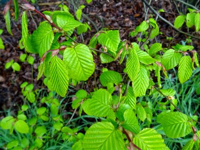 Feuilles de Charme, Carpinus betulus, Corylacées 
