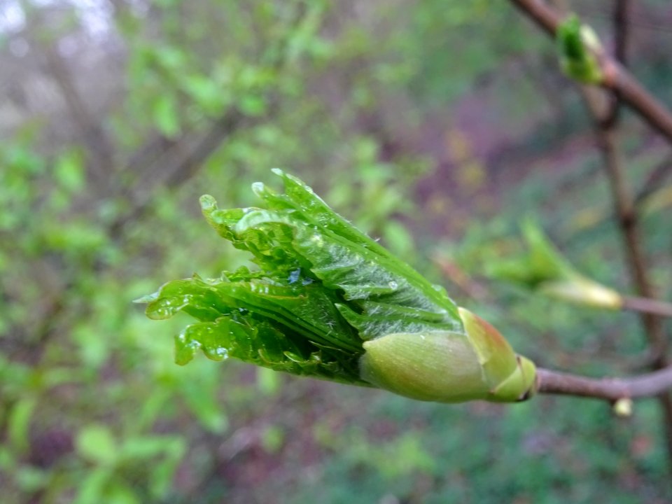 Bourgeon et jeunes feuilles, Erable sycomore, Acer pseudop… 