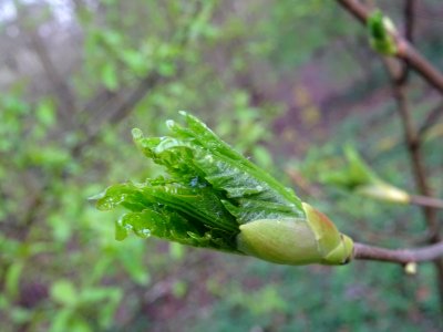 Bourgeon et jeunes feuilles, Erable sycomore, Acer pseudop… 