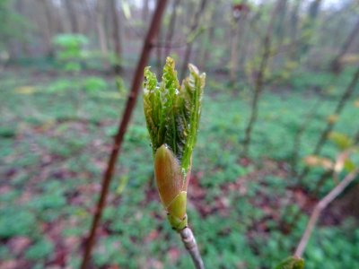 Bourgeon et jeunes feuilles, Erable sycomore, Acer pseudop… 