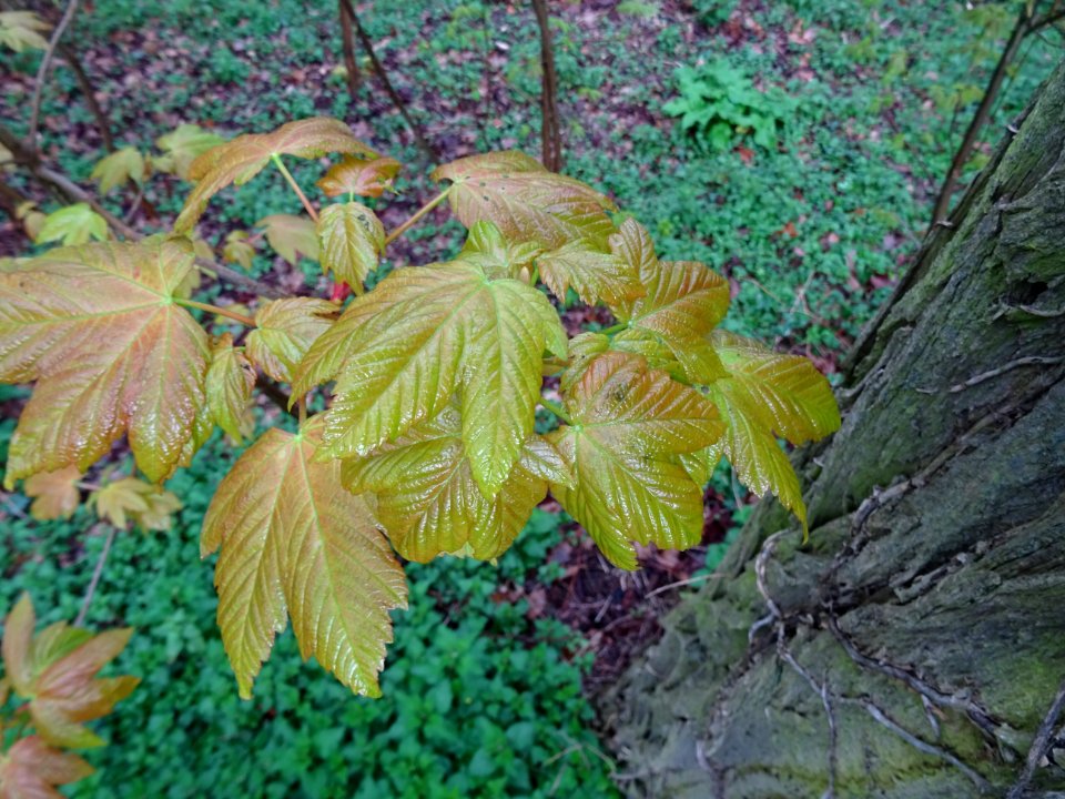 Jeunes feuilles, Erable sycomore, Acer pseudoplatanus, Acé… 