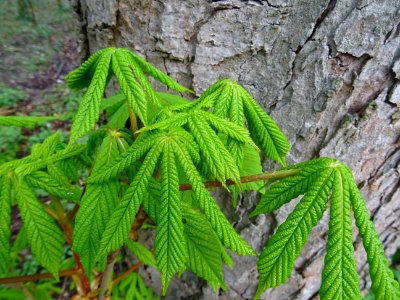 Jeunes feuilles, Marronnier d'Inde, Aesculus hippocastanum… 