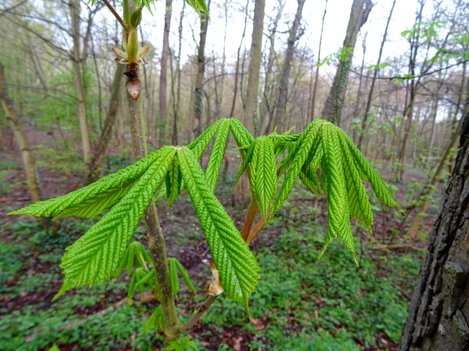 Jeunes feuilles, Marronnier d'Inde, Aesculus hippocastanum… 