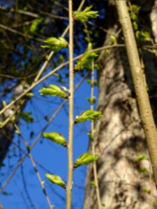 Jeunes feuilles d'Orme champêtre, Ulmus campestris, Ulmacé… 