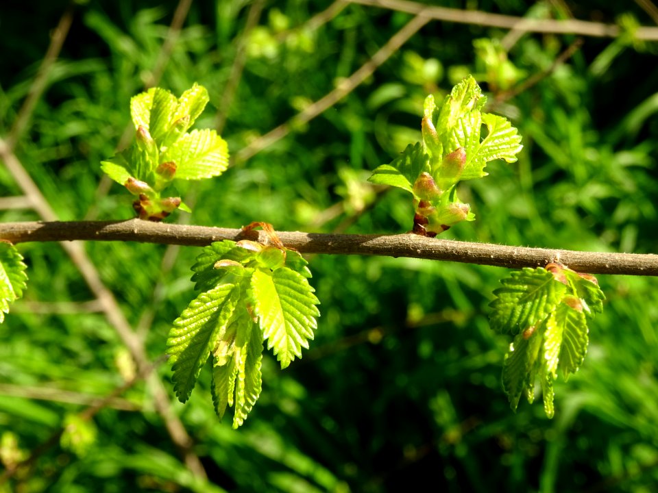 Jeunes feuilles d'Orme champêtre, Ulmus campestris, Ulmacé… 