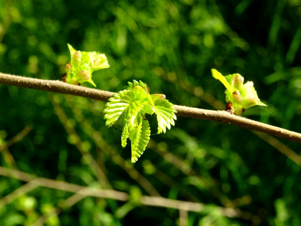 Jeunes feuilles d'Orme champêtre, Ulmus campestris, Ulmacé… 