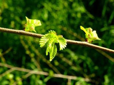 Jeunes feuilles d'Orme champêtre, Ulmus campestris, Ulmacé… 