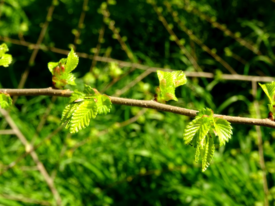 Jeunes feuilles d'Orme champêtre, Ulmus campestris, Ulmacé… 