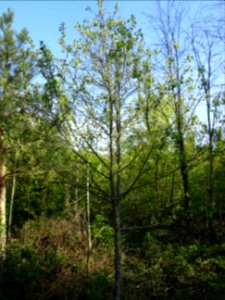Alisier torminal, Sorbus torminalis, Rosacées 