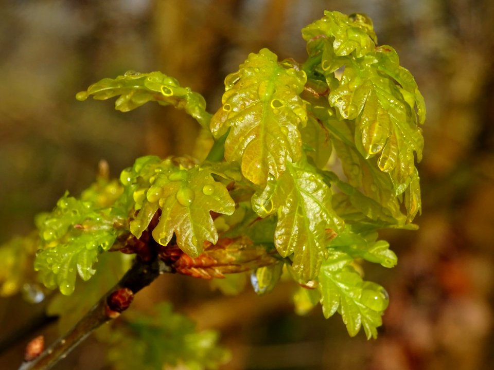 Chêne pédonculé, Quercus pedunculata, Fagacées 