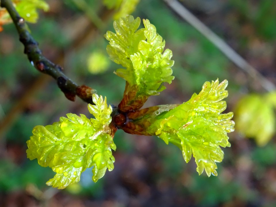 Chêne pédonculé, Quercus pedunculata, Fagacées 