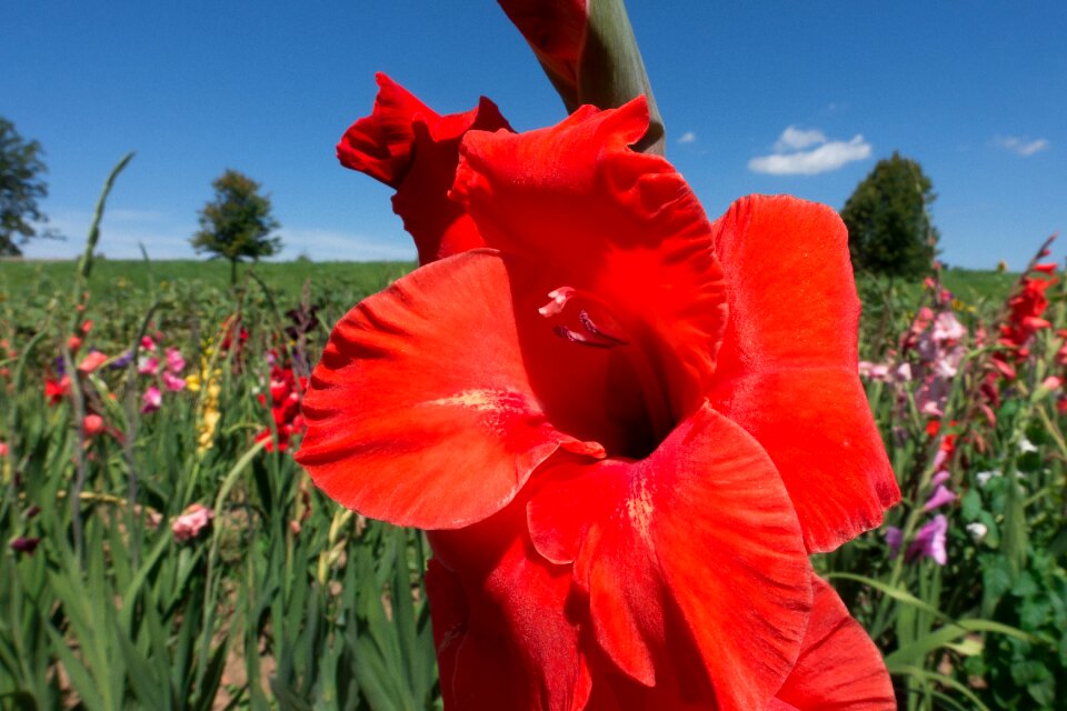 Colorful green bloom